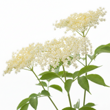 Elder Flower