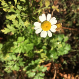 Feverfew Leaf Tincture Wholesale