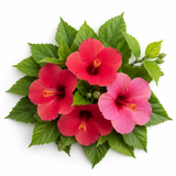 Hibiscus Flowers Wholesale