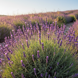 Lavender Flowers Wholesale