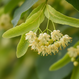 Linden Flowers
