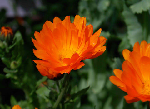 Calendula Flowers – Mountain Spirit Herbal Co.