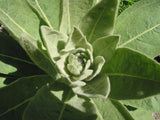 Mullein Leaf Tincturce