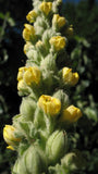 Mullein Flower Oil