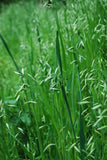 Oatstraw